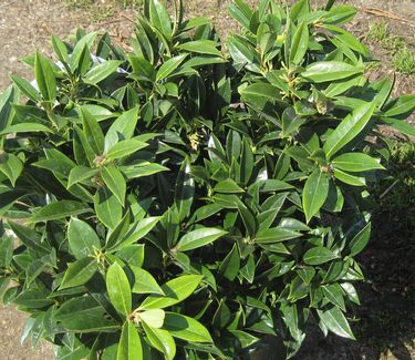 Sarcococca hookeriana var. humilis Fragrant Mountain