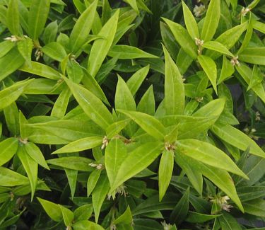 Sarcococca hook. hum. Fragrant Valley