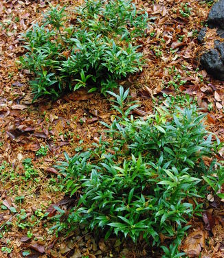 Sarcococca hook. hum. Fragrant Valley (Morris Arb)