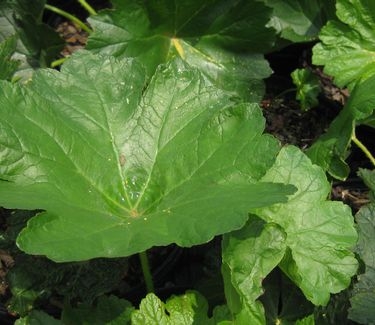 Darmera peltata