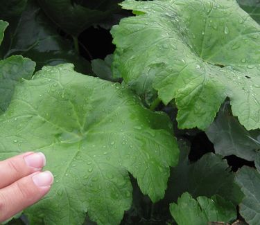 Darmera peltata