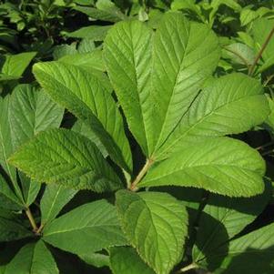 Rodgersia pinnata Fireworks