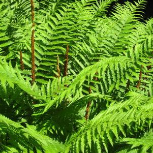 Osmunda cinnamomea 