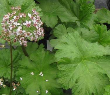 Darmera peltata