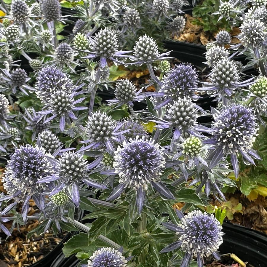 Eryngium planum Blue Hobbit 