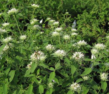 Pycnanthemum flexuosum