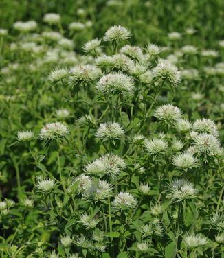 Pycnanthemum flexuosum 