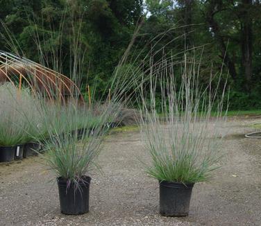 Schizachyrium scoparium Carousel (on right) The Blues on left