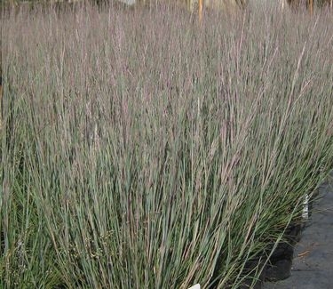 Schizachyrium scoparium Carousel 