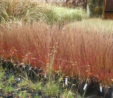 Schizachyrium scoparium Carousel - Little Bluestem