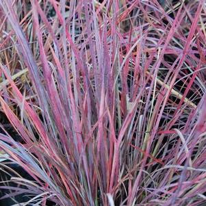 Schizachyrium scoparium The Blues