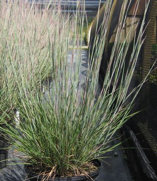 Schizachyrium scoparium Carousel 