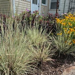 Schizachyrium scoparium Chameleon