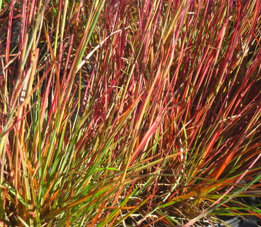 Schizachyrium scoparium Carousel