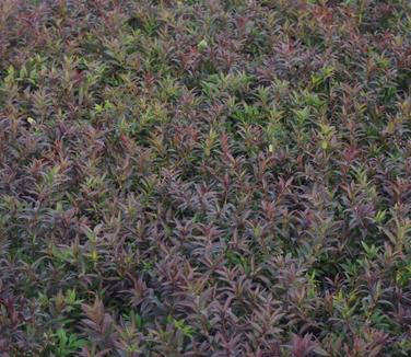Deutzia gracilis Nikko (fall color)