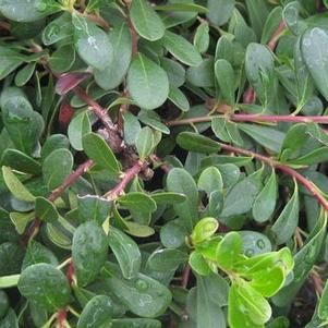 Arctostaphylos uva-ursi Massachusetts