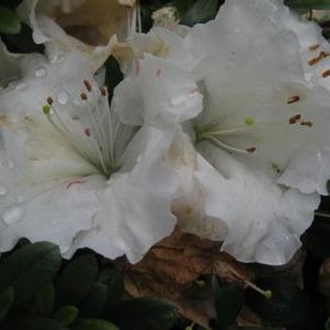 Rhododendron Gumpo White