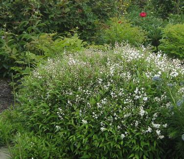 Deutzia gracilis Nikko - Slender Deutzia