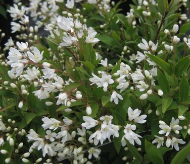 Deutzia gracilis 'Nikko' - Nikko Deutzia