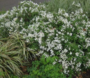 Deutzia gracilis Nikko - Slender Deutzia 