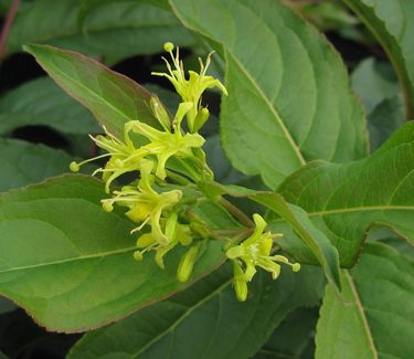 Diervilla lonicera 'Copper' - Bush Honeysuckle