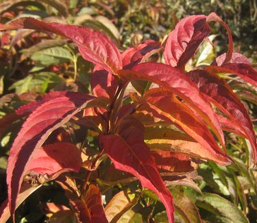 Diervilla lonicera 'Copper' - Bush Honeysuckle (Fall color)