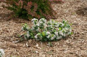 Aronia melanocarpa Low Scape Mound®