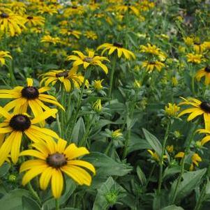 Rudbeckia fulgida var. deamii 