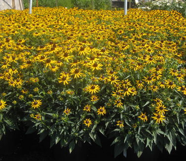 Rudbeckia fulgida var. sullivanti Little Goldstar