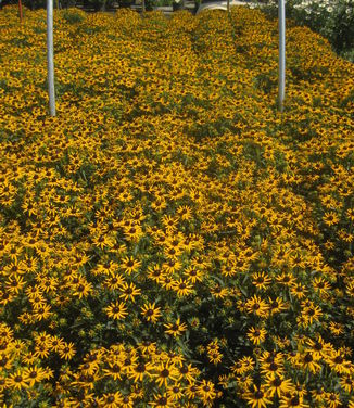 Rudbeckia fulgida var. sullivanti Little Goldstar