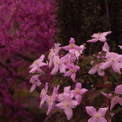 Clematis montana var. rubens 