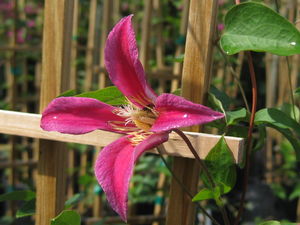 Clematis texensis Princess Diana