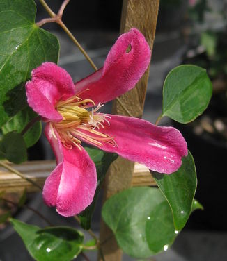 Clematis texensis 'Princess Diana'