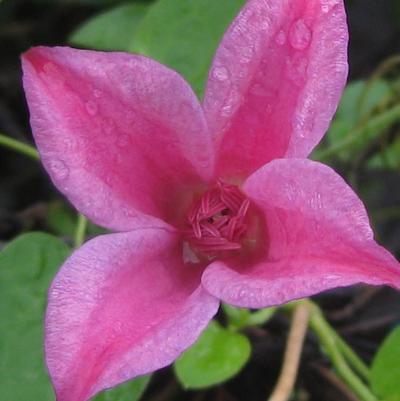 Clematis texensis Duchess of Albany