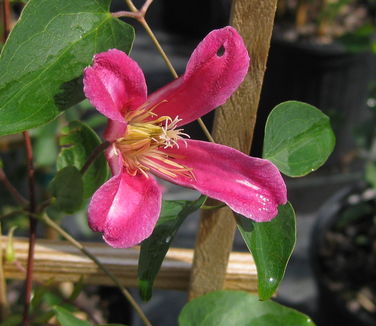 Clematis texensis 'Princess Diana'