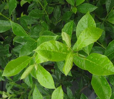 Nyssa sylvatica Green Gable