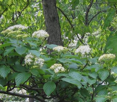 Cornus alternifolia @ Mt Cuba