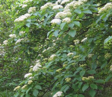 Cornus alternifolia @ Mt Cuba