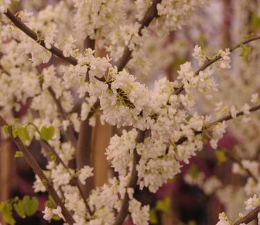 Cercis canadensis 'Royal White' - Eastern Redbud from Pleasant Run Nursery