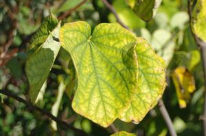 Cercis canadensis Royal White - Eastern Redbud