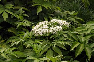 Sambucus canadensis Adams