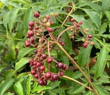 Sambucus canadensis 'Adams' - American Elder from Pleasant Run Nursery