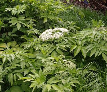 Sambucus canadensis Adams 