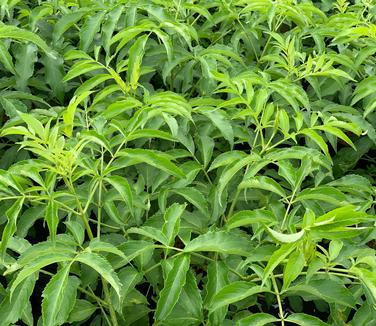 Sambucus canadensis Adams