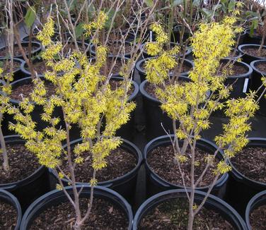 Hamamelis mollis Sweet Sunshine