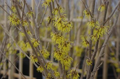 Hamamelis mollis Sweet Sunshine