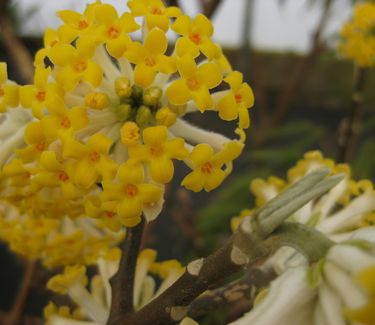 Edgeworthia chrysantha