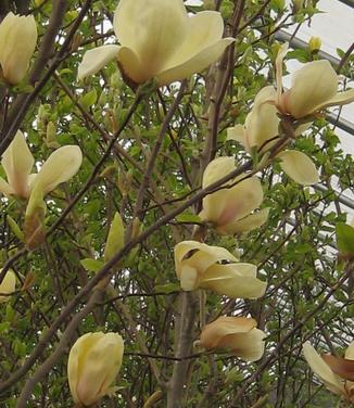 Magnolia x Yellow Lantern 