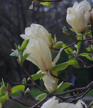 Magnolia x Yellow Lantern (@ Scott Arb)
