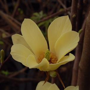 Magnolia x Butterflies